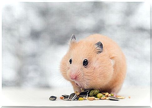 Orange hamster eats seeds