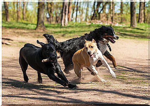 running-dogs