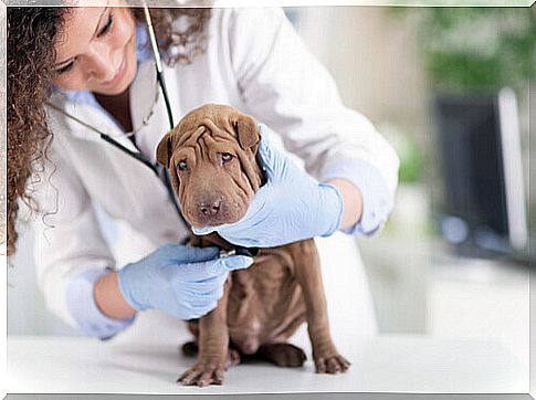 shar-pei with the flu at the vet