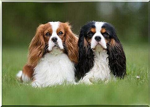 How to take care of the Cavalier King Charles Spaniel