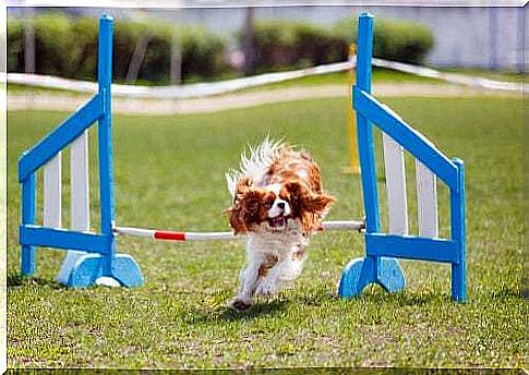 Cavalier King Charles Spaniel agility