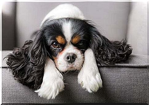 Cavalier King Charles Spaniel care