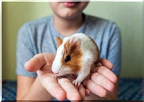 To tame a guinea pig, it must be handled very carefully