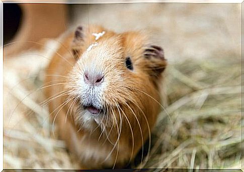 The cute little face of a guinea pig