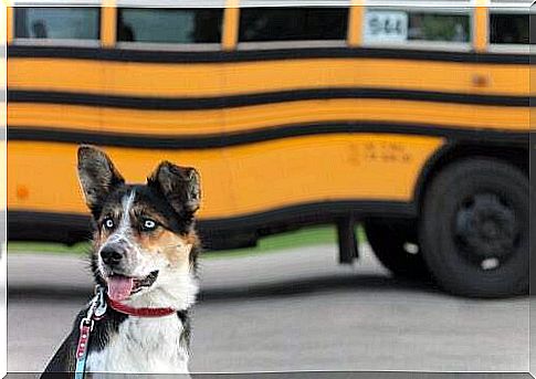 How to travel on public transport with a pet