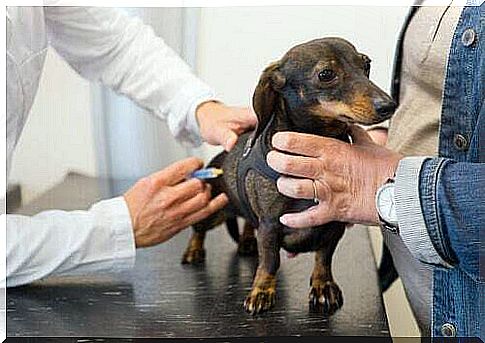 Vaccination for dogs