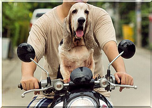 How to travel with your dog by motorcycle?