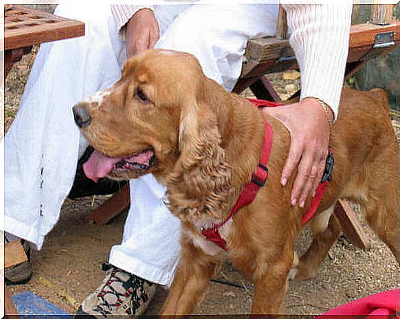 Cocker accanto alla sua padrona seduta