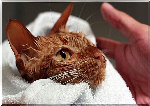 Cat taking a bath.