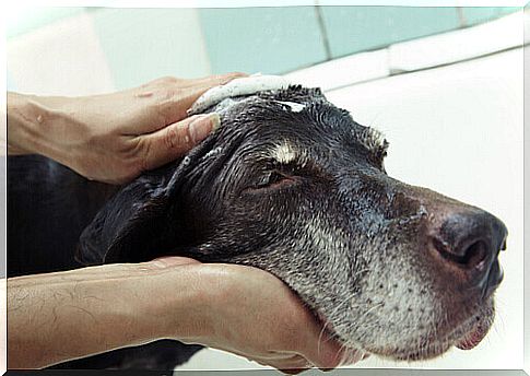 How to wash your dog without bathing it