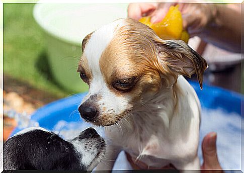 How to wash your dog without bathing it