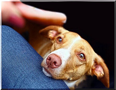 How to wash your dog without bathing it