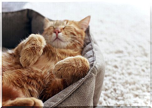 orange cat sleeps on its stomach in the kennel