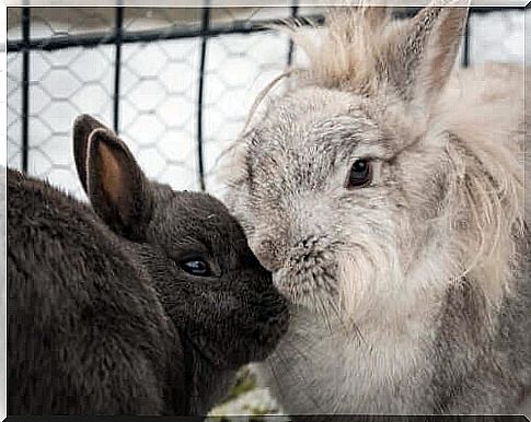 Rabbits inside the cage.