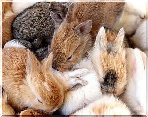 Litter of rabbits.