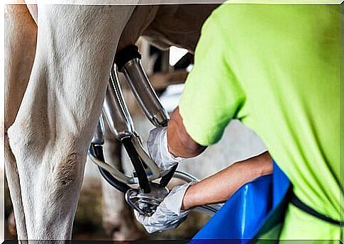 Raw milk Catalonia