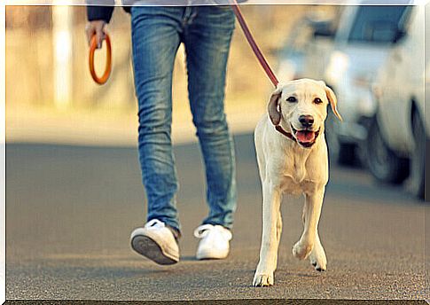 single con cane