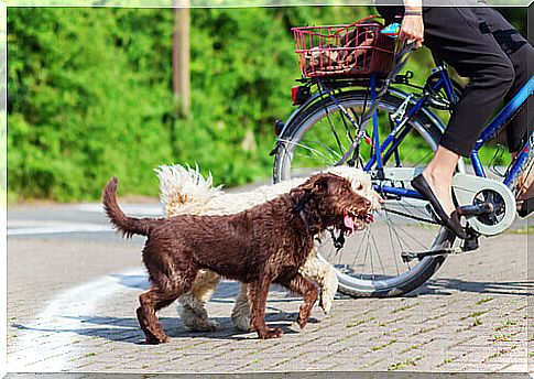 If you take your dog on a bicycle, follow these tips