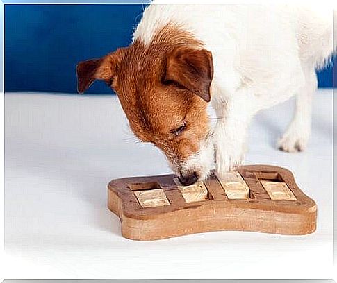 Intelligence games for your pet