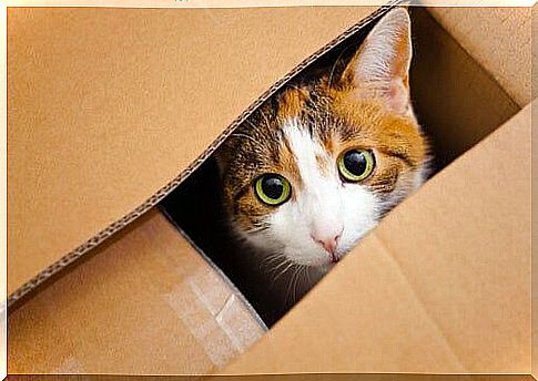 Cat in a cardboard box among the intelligence games for your pet.