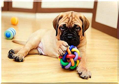 Dog playing at home.