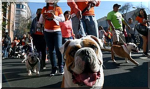 La Perrotón, the dog marathon held in Madrid