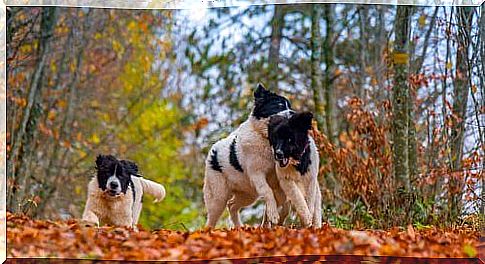 Landseer dogs run in the woods