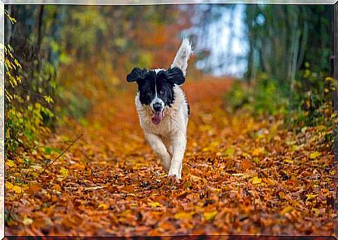 Landseer woods