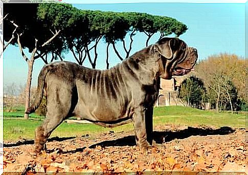 Neapolitan Mastiff