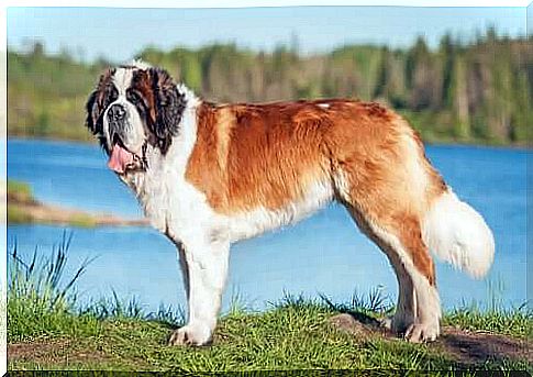 St. Bernard