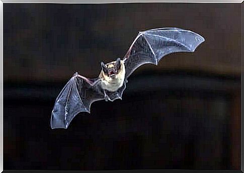 Bat in flight.