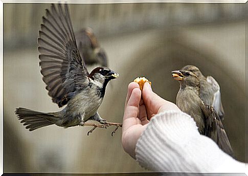 Learn how to feed your pets