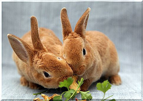 rabbits-who-eat