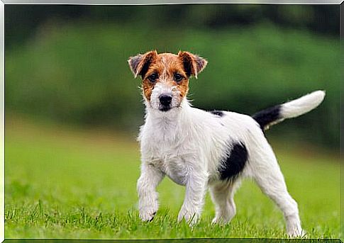 Let's find out 5 Terrier dog breeds together