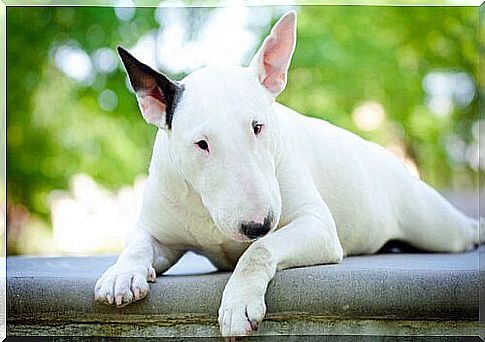 Bull Terrier on low wall 