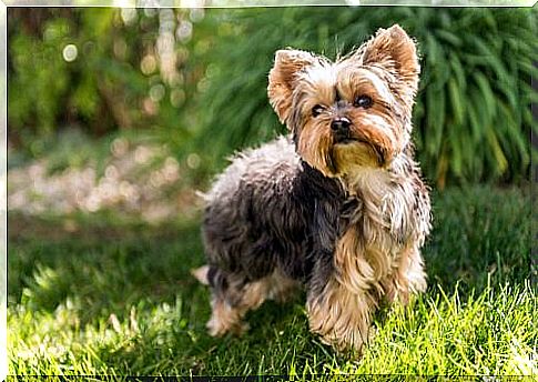 Yorkshire Terrier in the meadow 