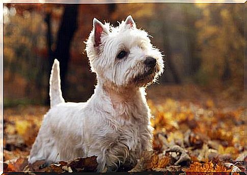 Westie among the leaves 