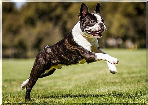 Boston Terrier runs across the lawn 