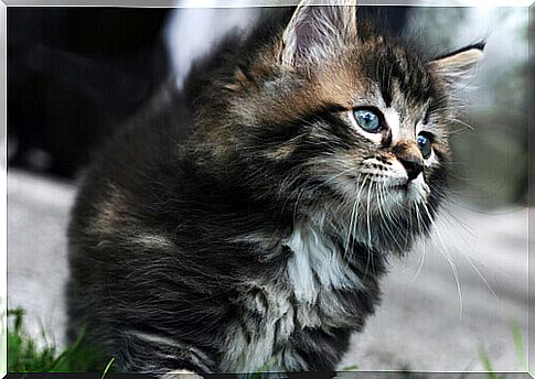 Let's get acquainted with the most expensive cat breeds together