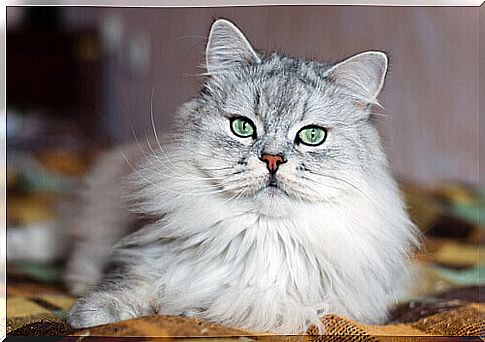 gray and white cat with green eyes sitting on blanket