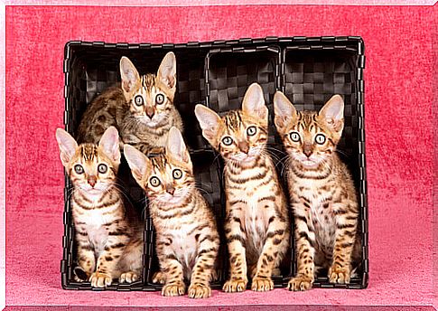 Bengal kittens among more expensive cat breeds