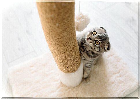 Let's get to know the types of scratching posts for cats