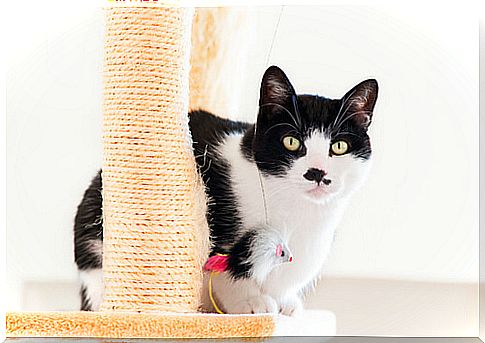 black and white cat with scratching post 