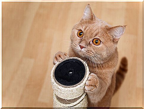 red cat with scratching post 