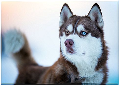 Let's learn about the wonderful Nordic breed dogs