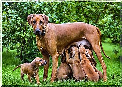 Main aspects of breastfeeding in dogs