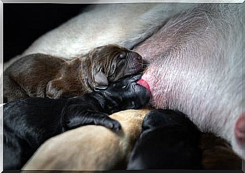 breastfeeding in dogs represents the first vaccination received by puppies