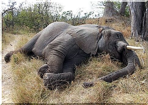 Massacre of 100 elephants in Botswana