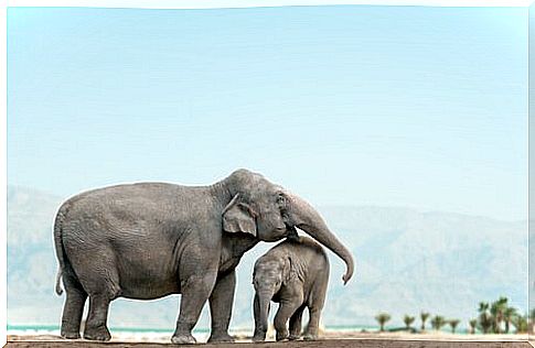 Elephants in Botswana