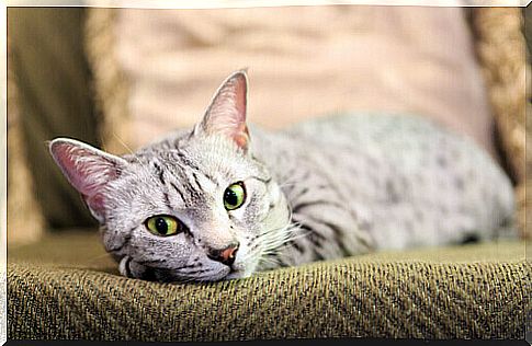 We know the Egyptian Mau cat